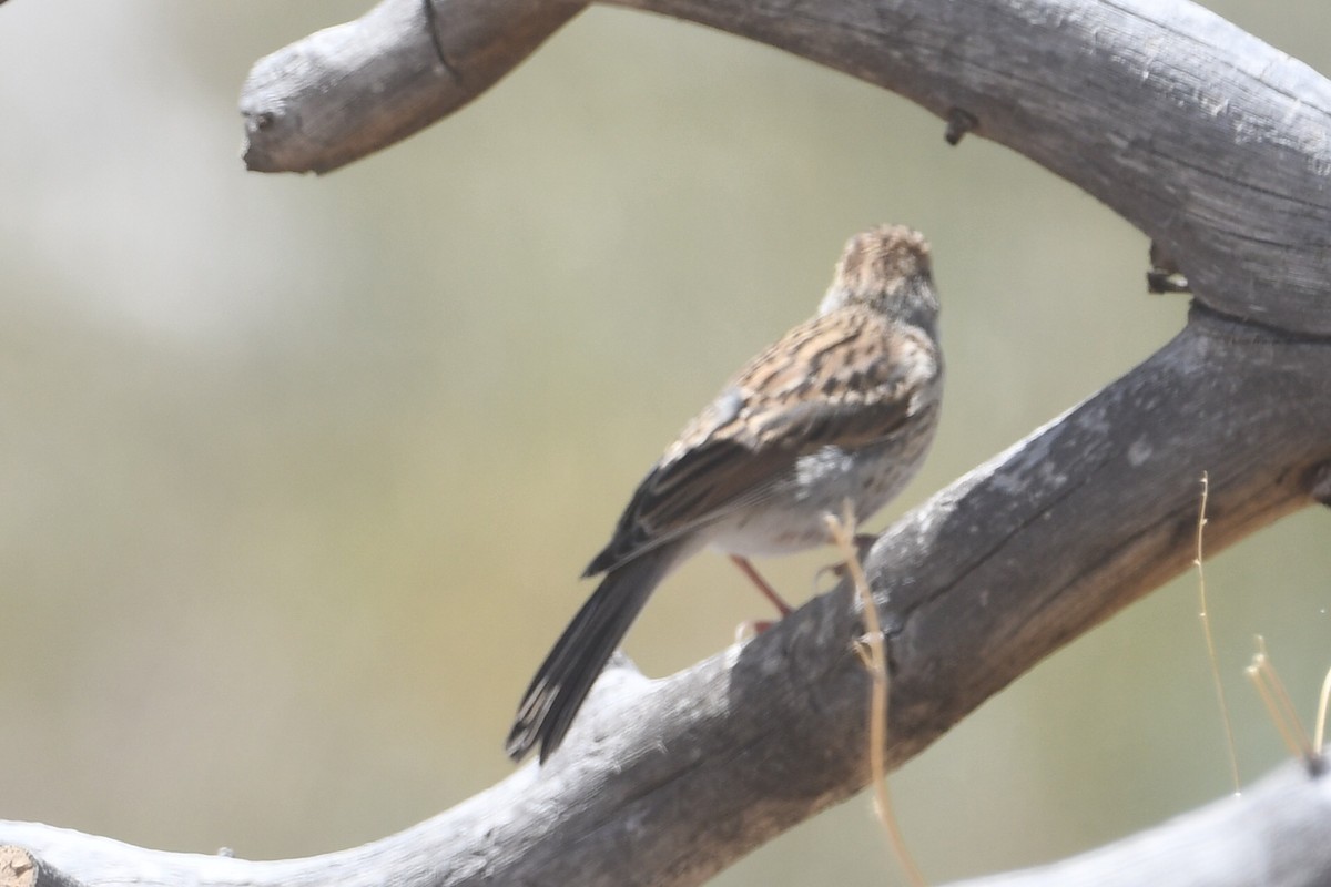 Vesper Sparrow - ML494925651
