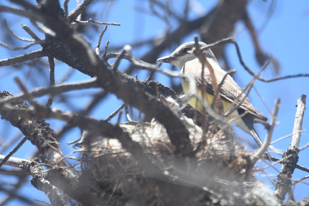 Cassin's Kingbird - ML494927551