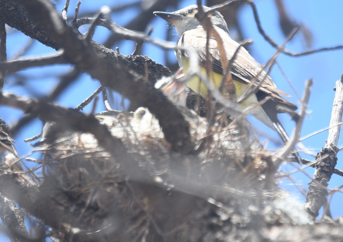 Cassin's Kingbird - ML494927591