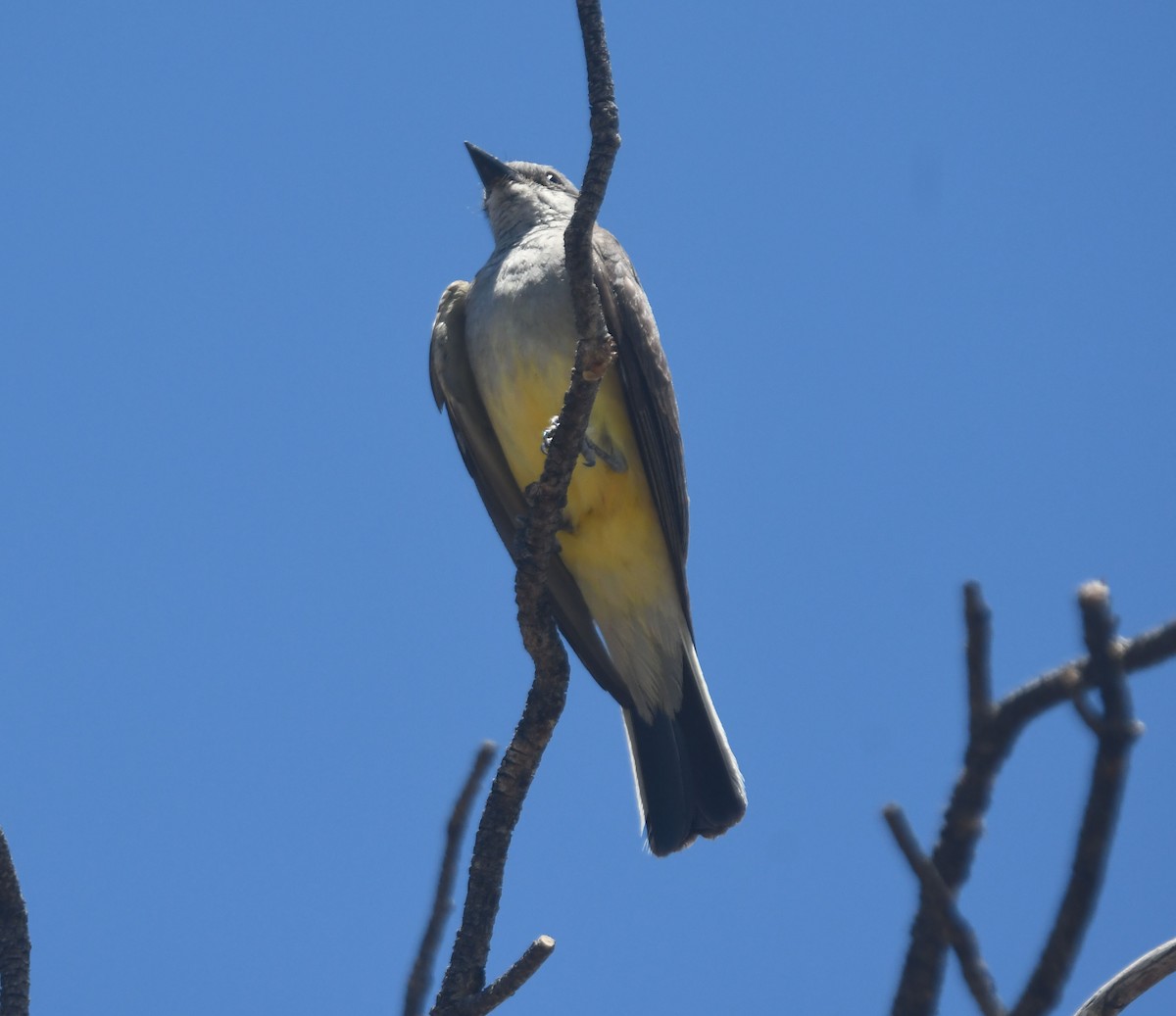 Cassin's Kingbird - ML494927641