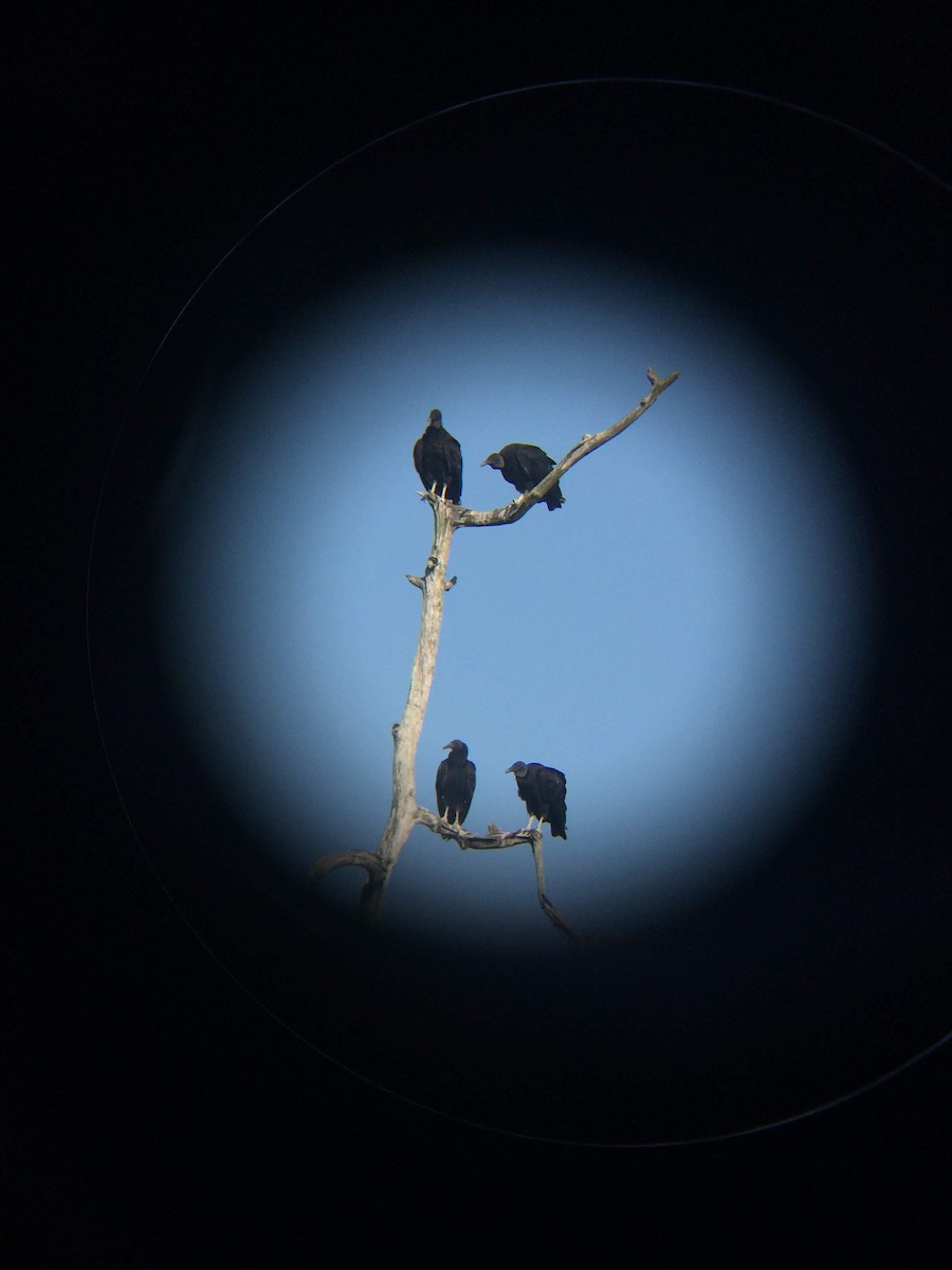 Black Vulture - ML494927731