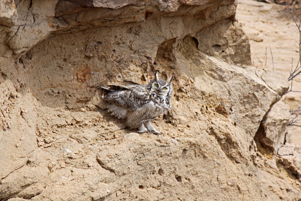 Great Horned Owl - ML49492871