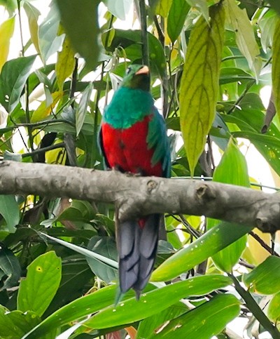 Golden-headed Quetzal - ML494929511