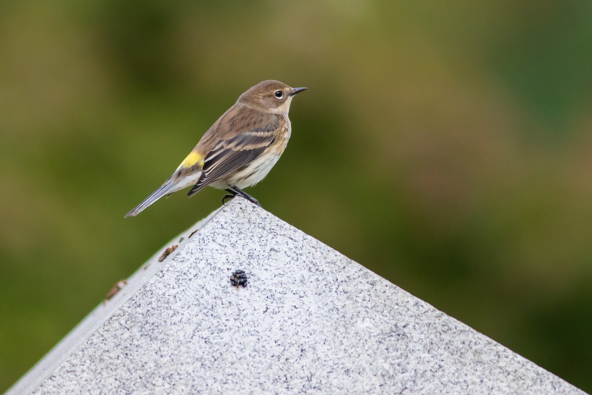 Yellow-rumped Warbler - ML494930411