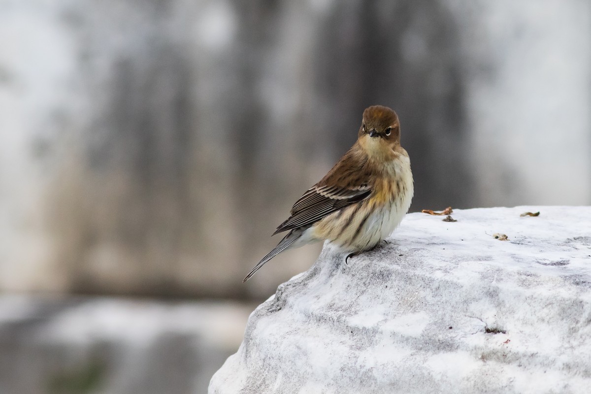 Yellow-rumped Warbler - ML494930421