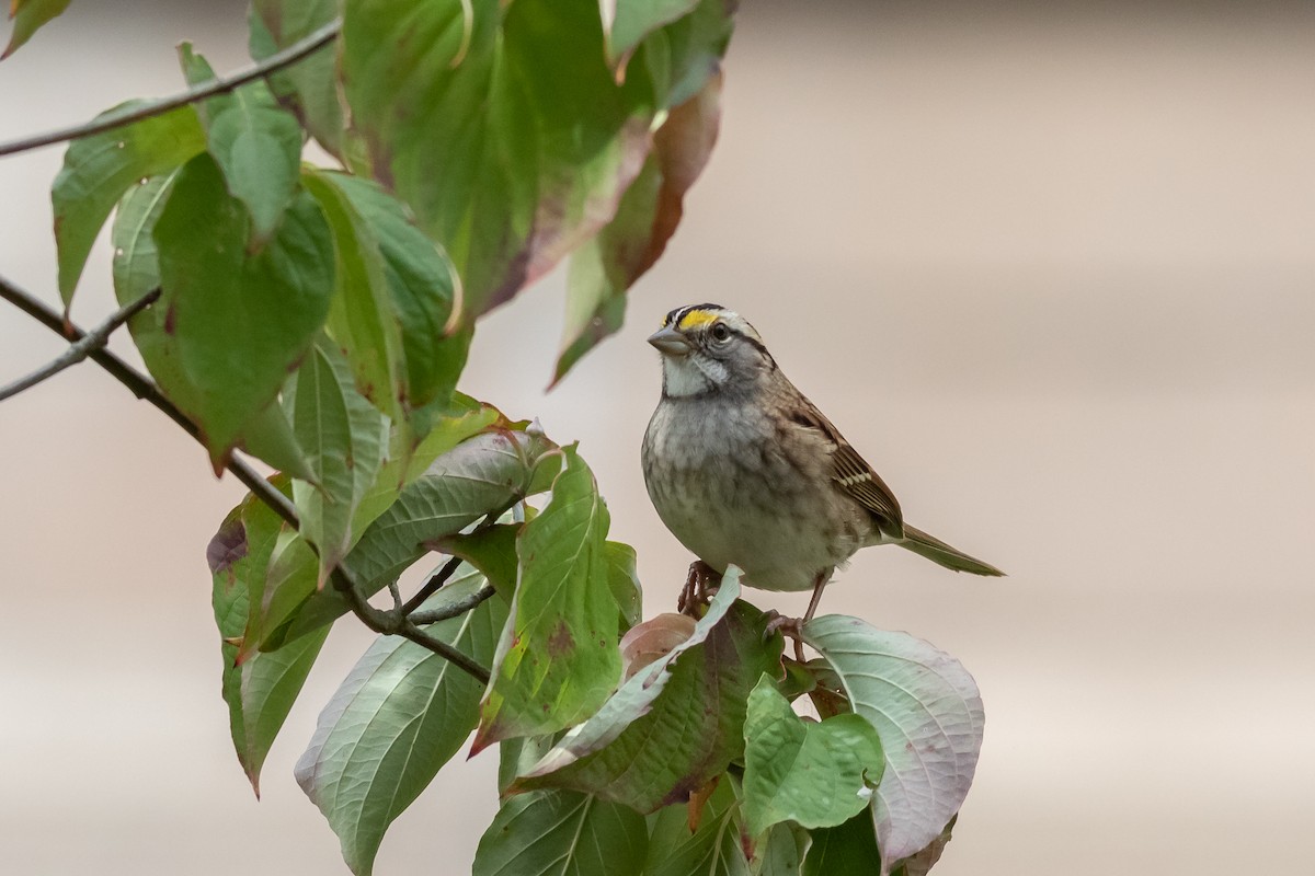 White-throated Sparrow - ML494930481