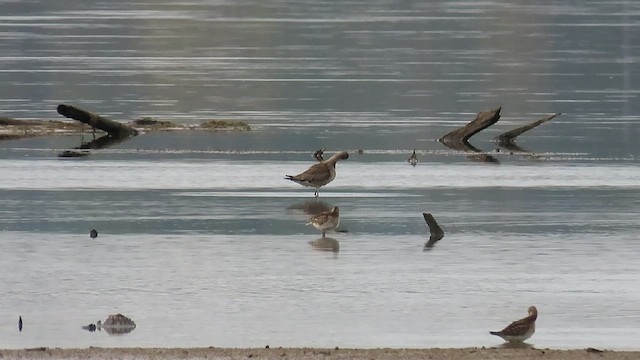 Hudsonian Godwit - ML494931041