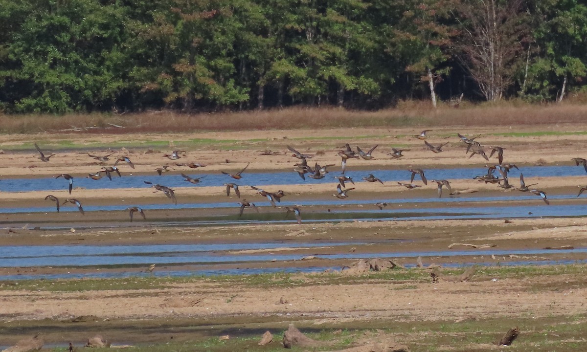 Blue-winged Teal - ML494931251