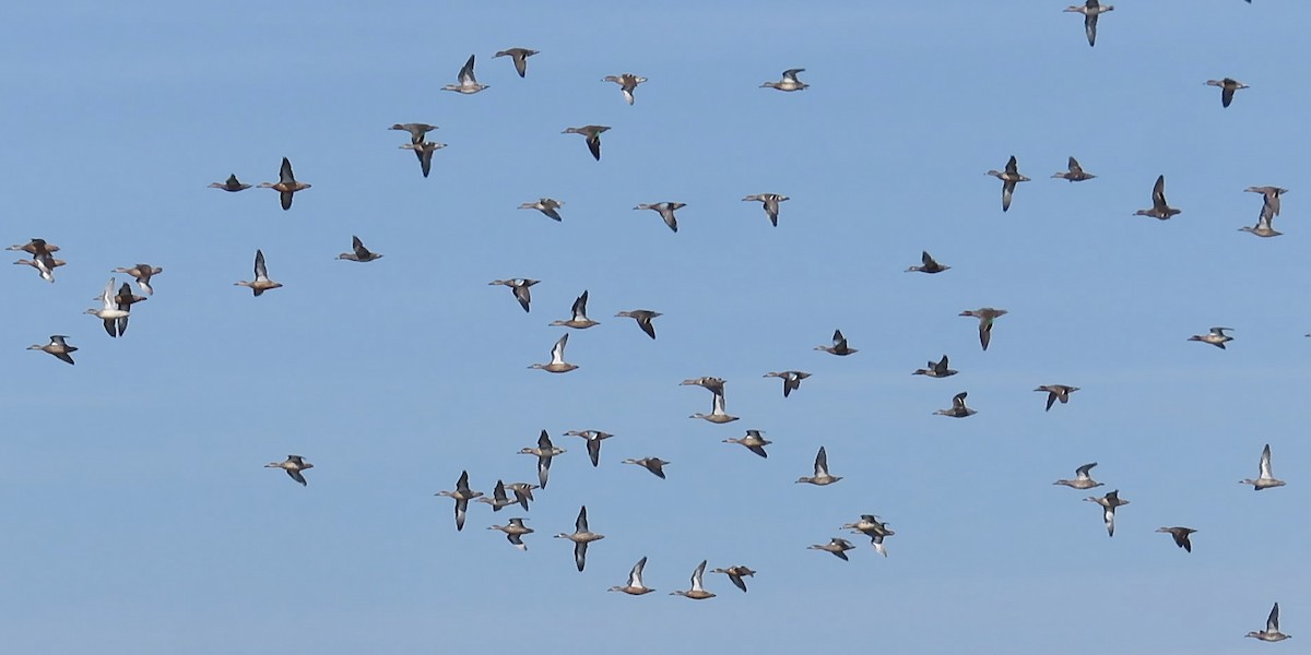 Blue-winged Teal - Karen Hogan