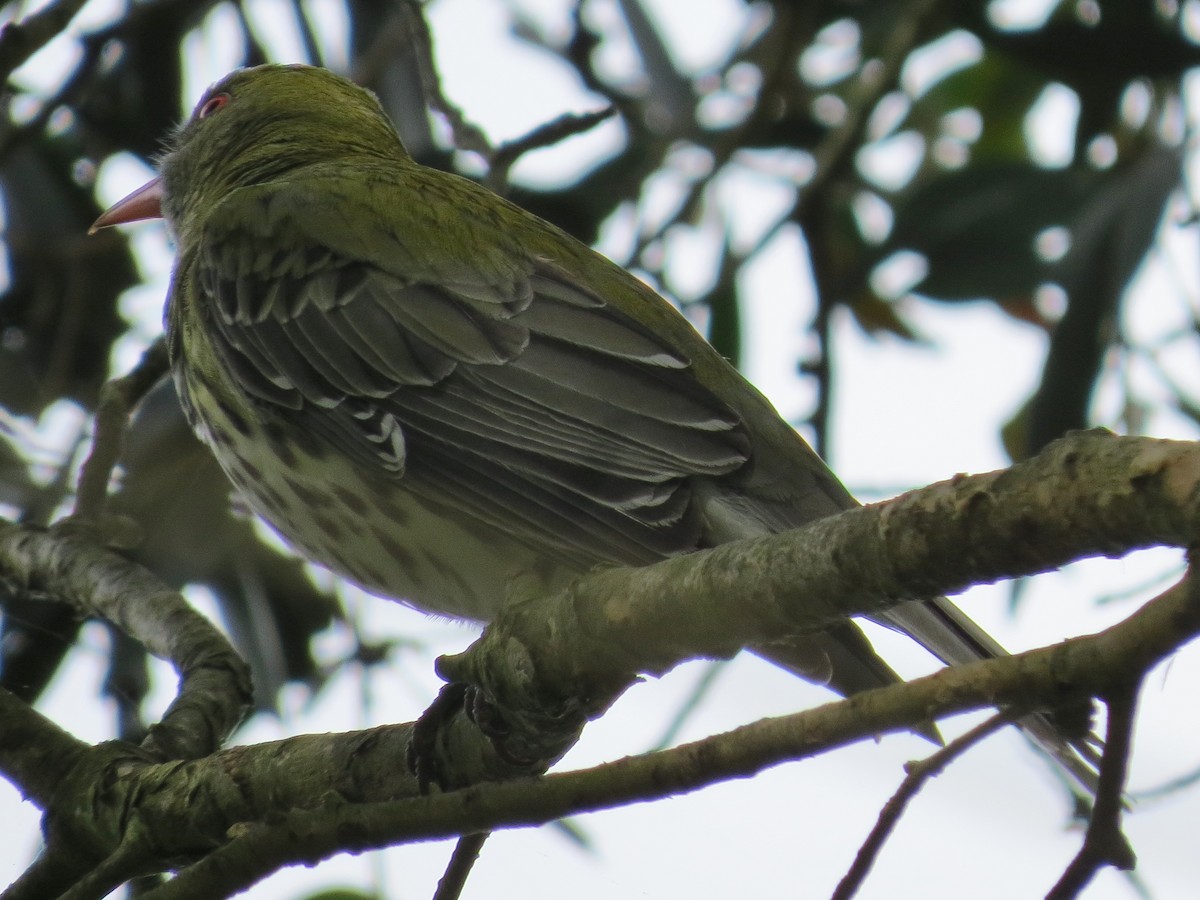 Olive-backed Oriole - ML494932861