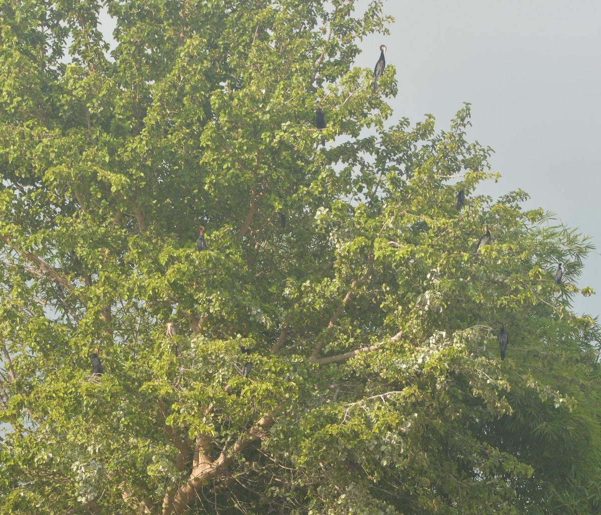 African Darter - ML49493331