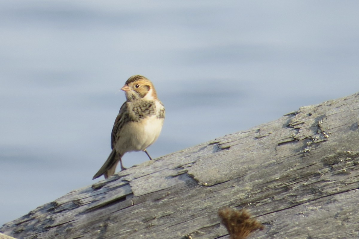 Lapland Longspur - ML494933461