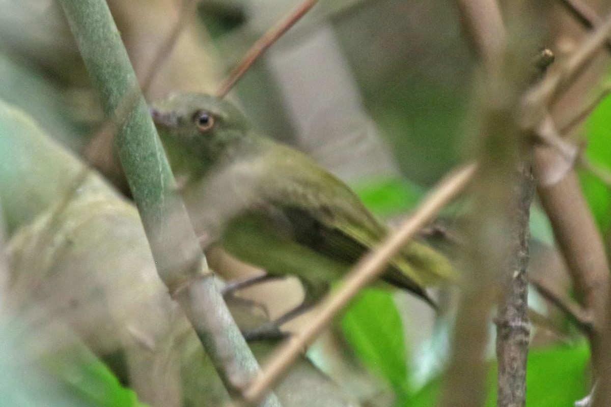 Sulphur-bellied Tyrant-Manakin - Joan and/or George Sims