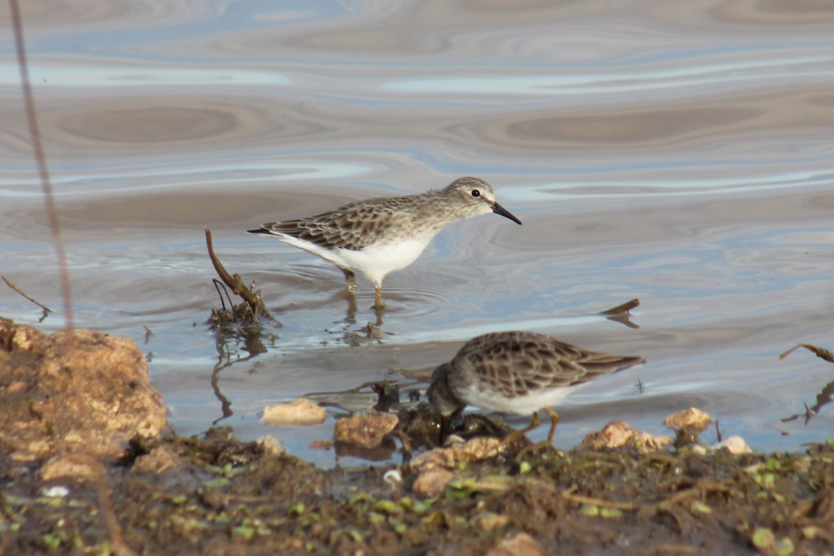 ML494934631 - Least Sandpiper - Macaulay Library