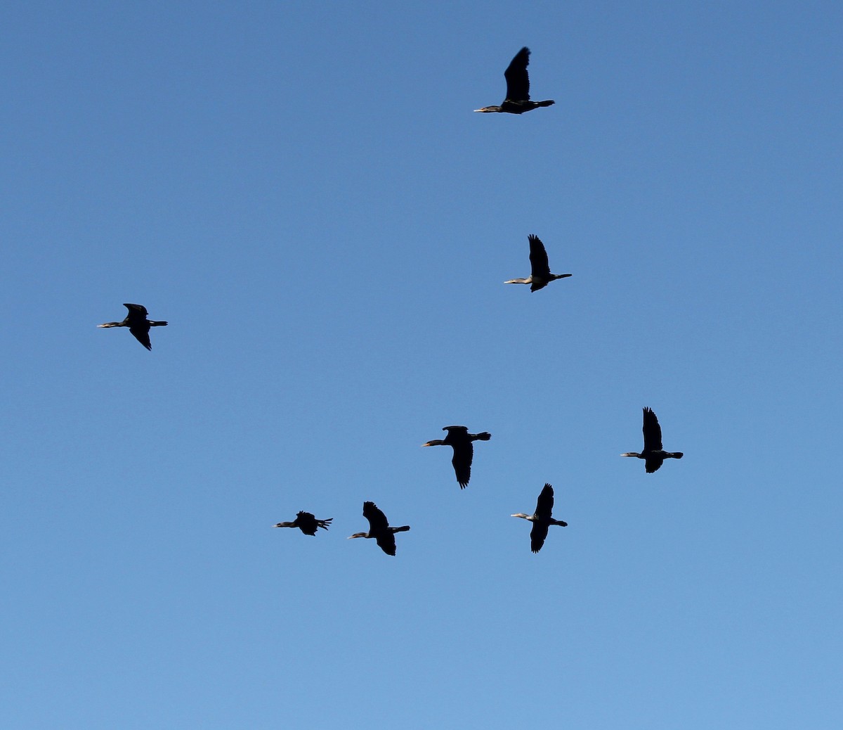 Ubarroi belarriduna - ML494934651