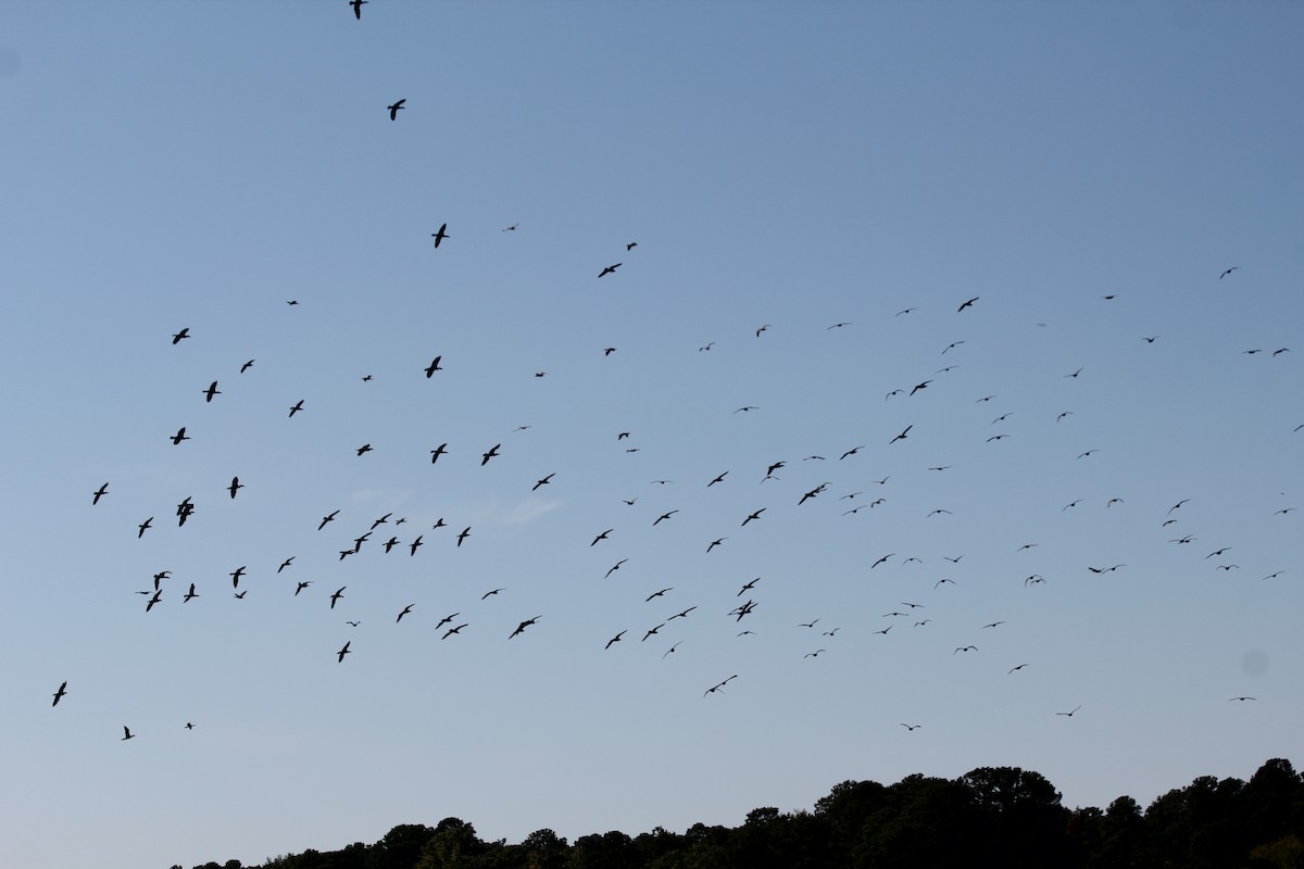 Ubarroi belarriduna - ML494934721