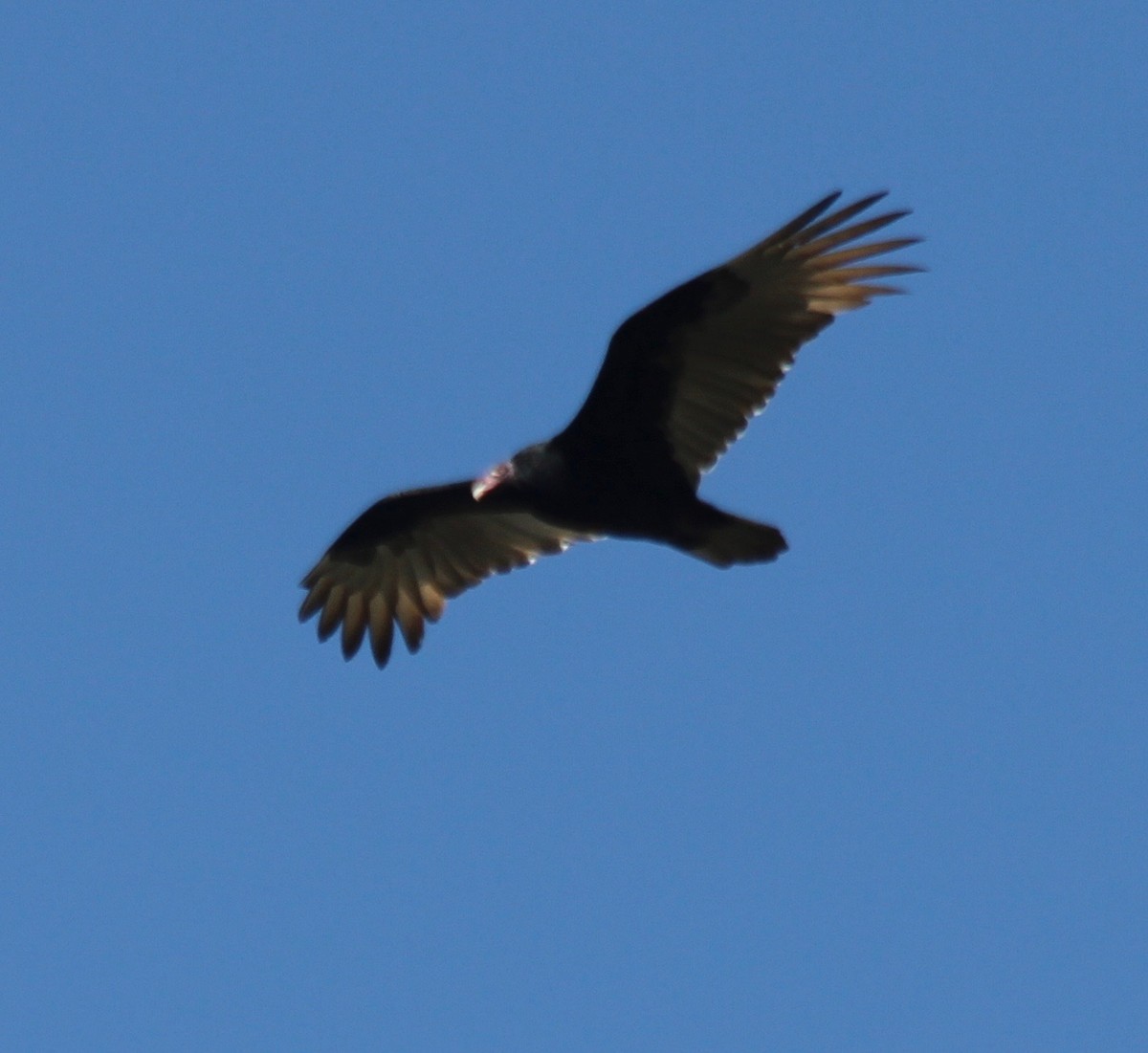 Zopilote indioilarra - ML494934771