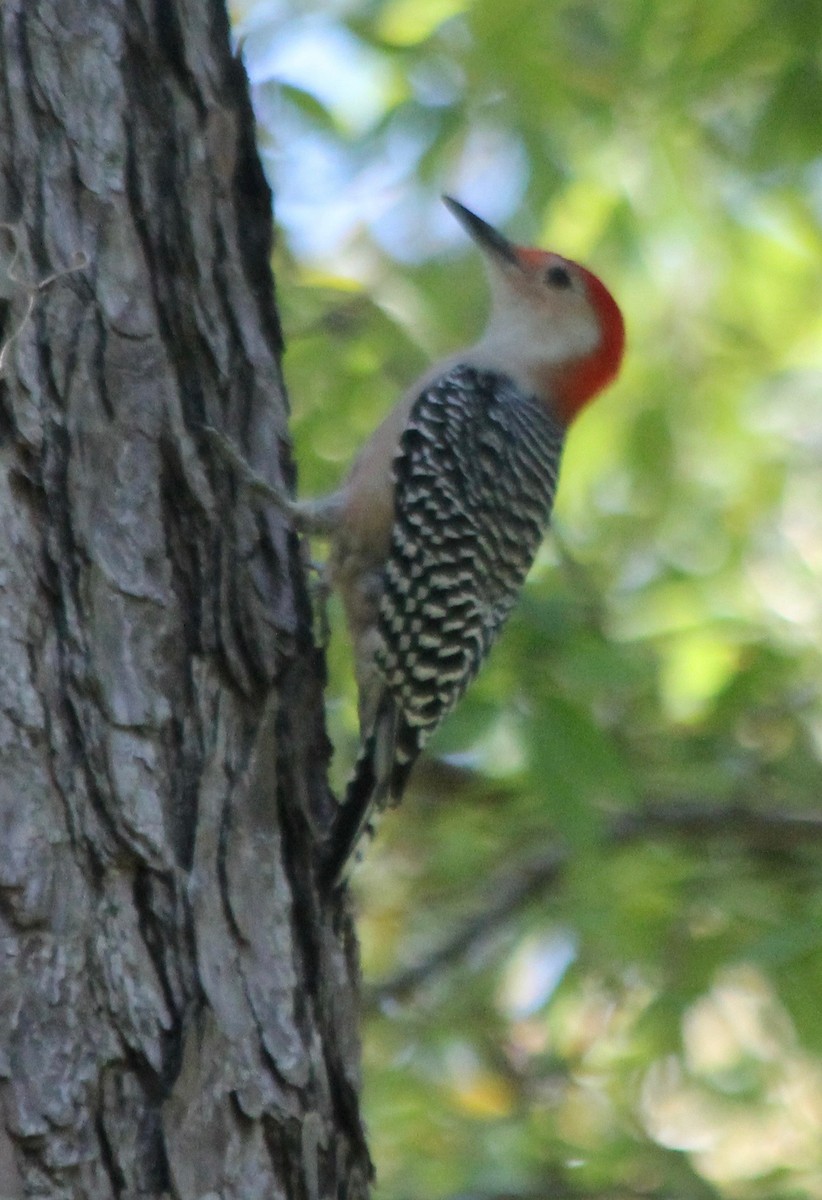 Red-bellied Woodpecker - ML494934821