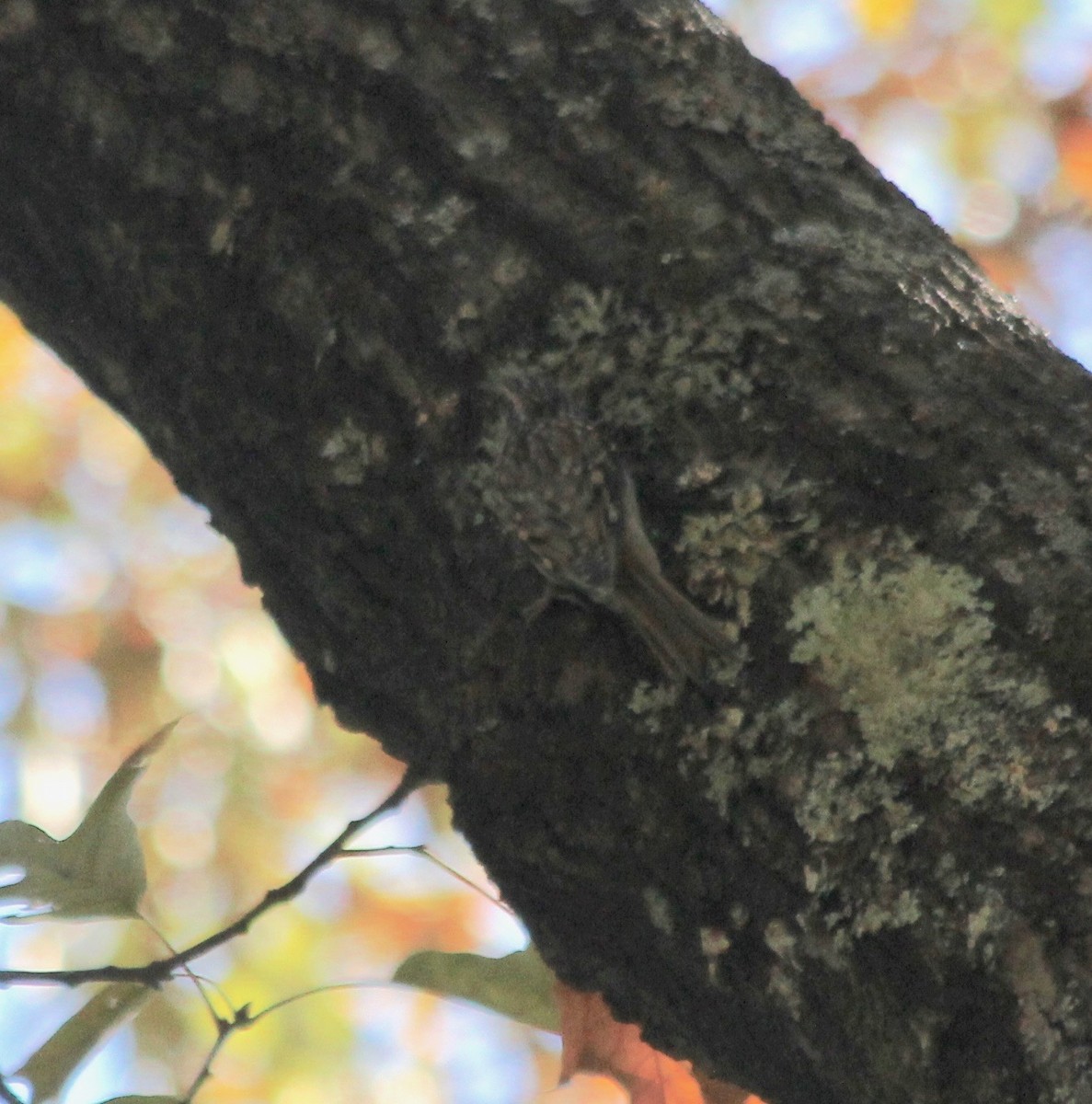 Gerri-txori amerikarra - ML494935391