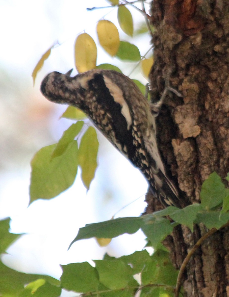 Yellow-bellied Sapsucker - ML494935551