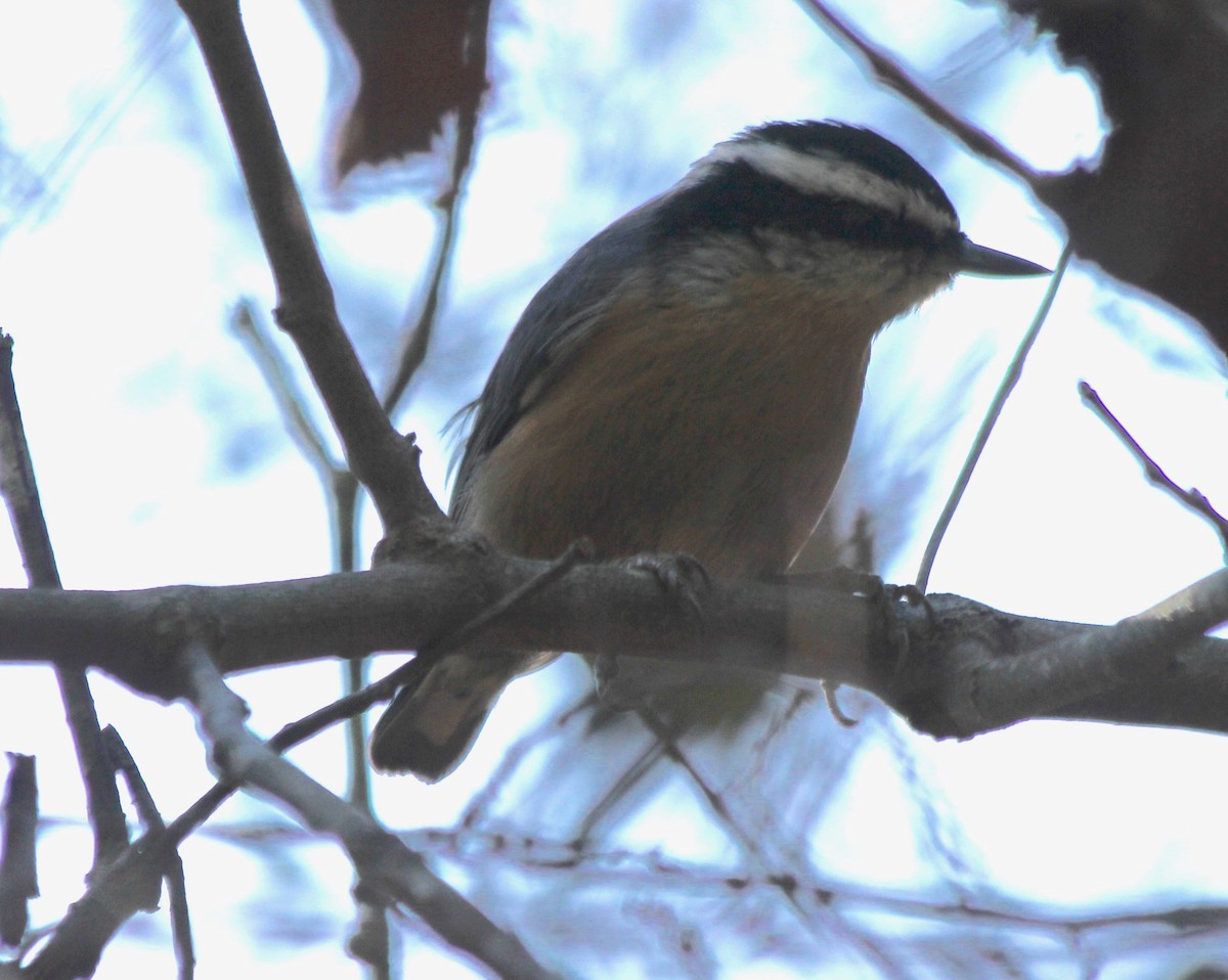 Garrapo kanadarra - ML494935881