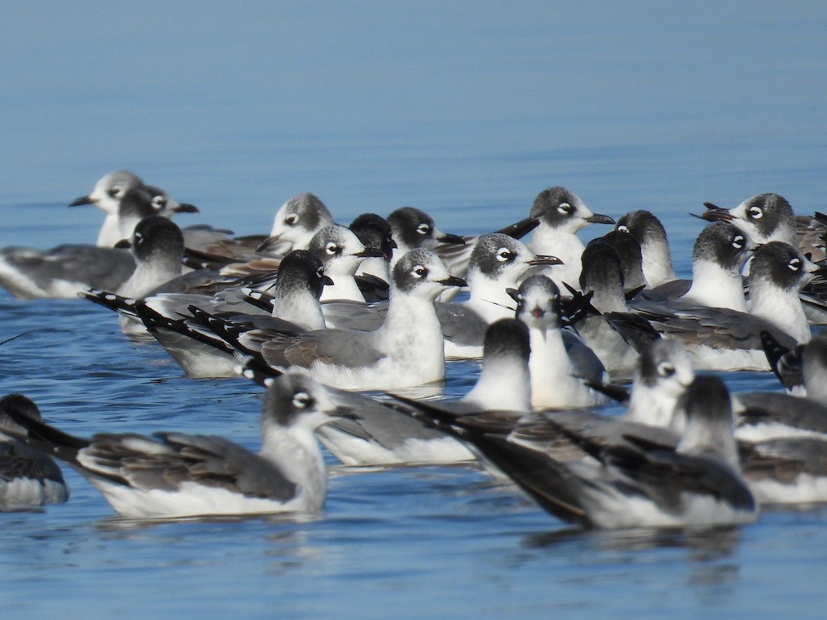 Franklin's Gull - ML494935971