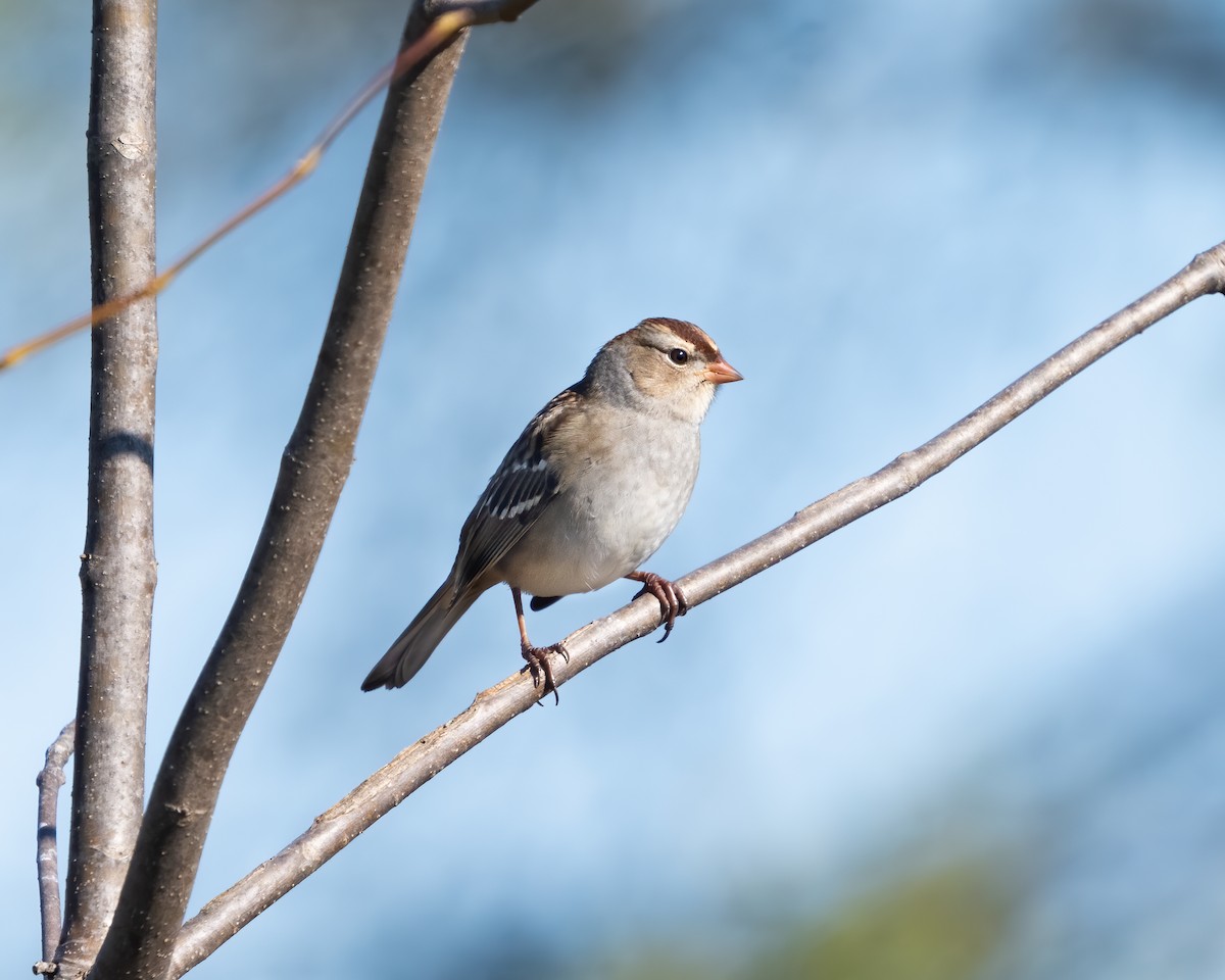 White-crowned Sparrow - ML494938421