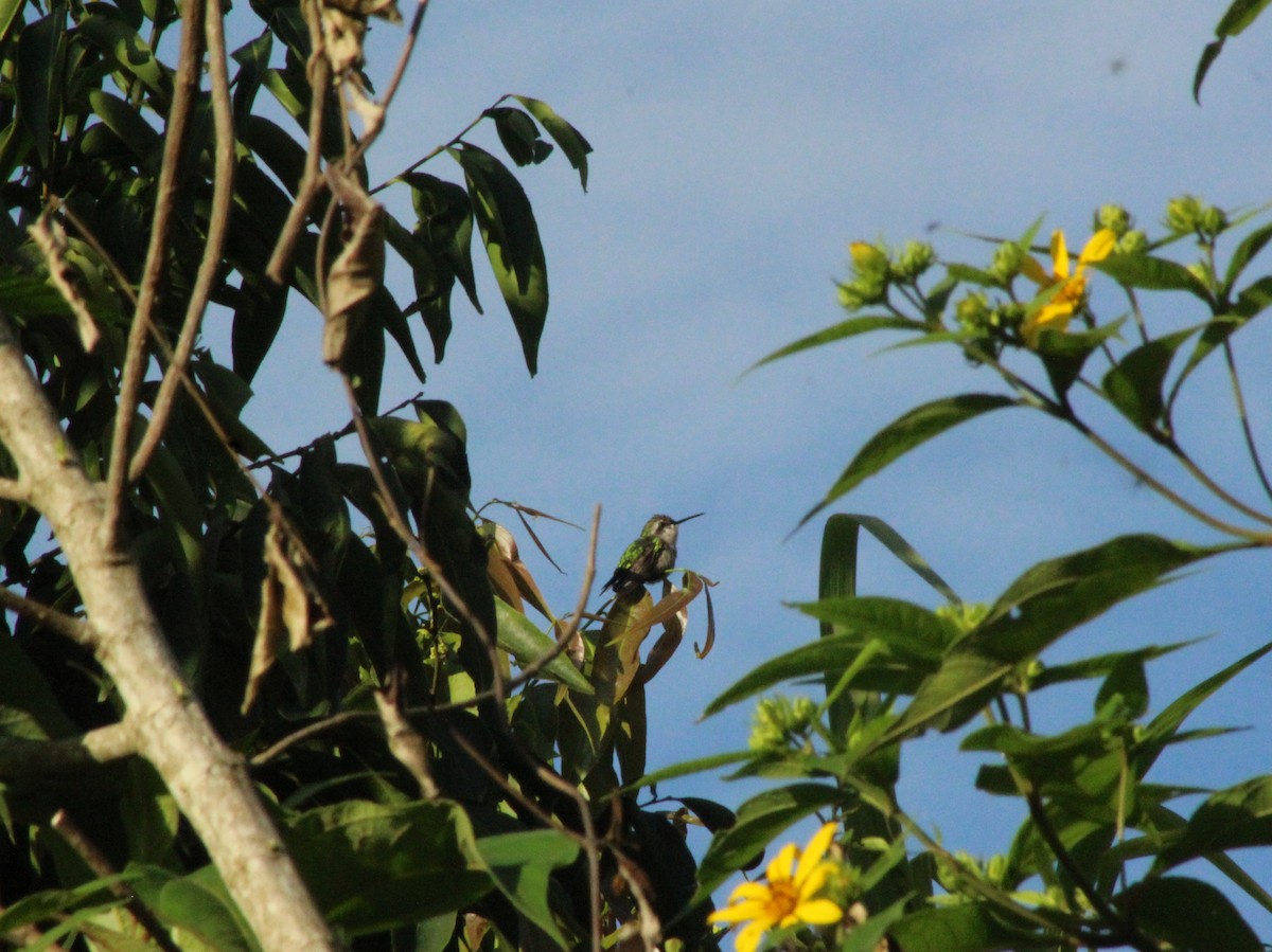 kolibřík modroocasý - ML494938461