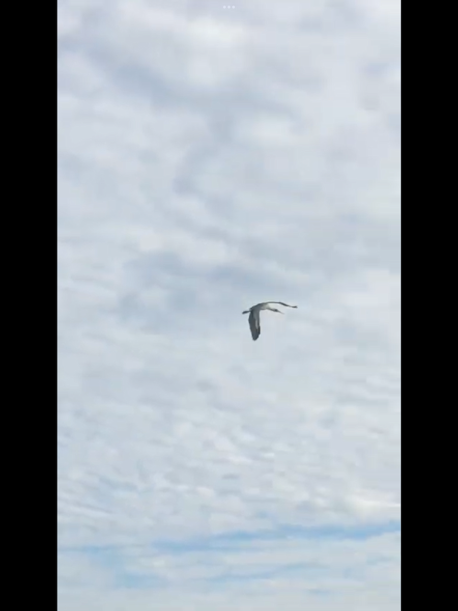 Wood Stork - ML494938741