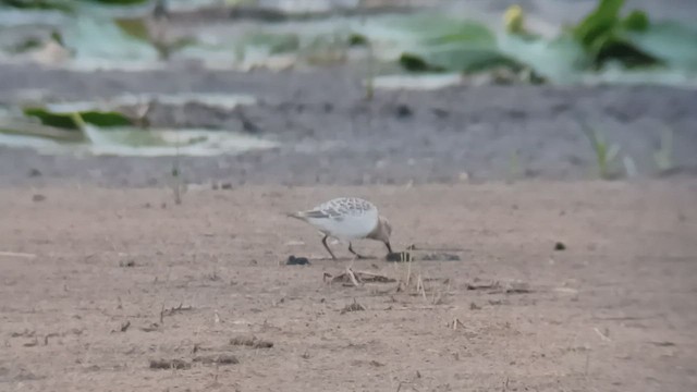 Байрдийн элсэг - ML494939091