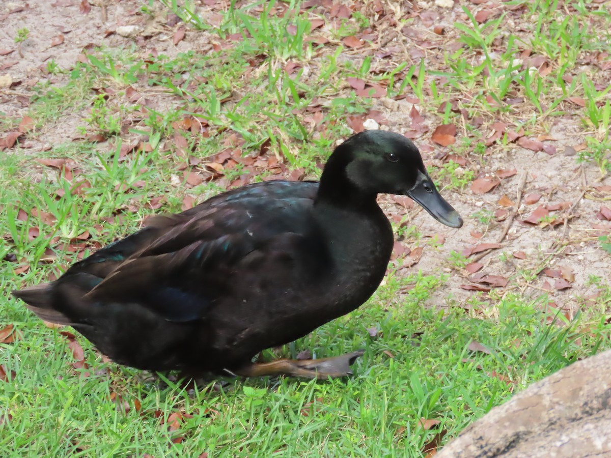 duck sp. - ML494939481