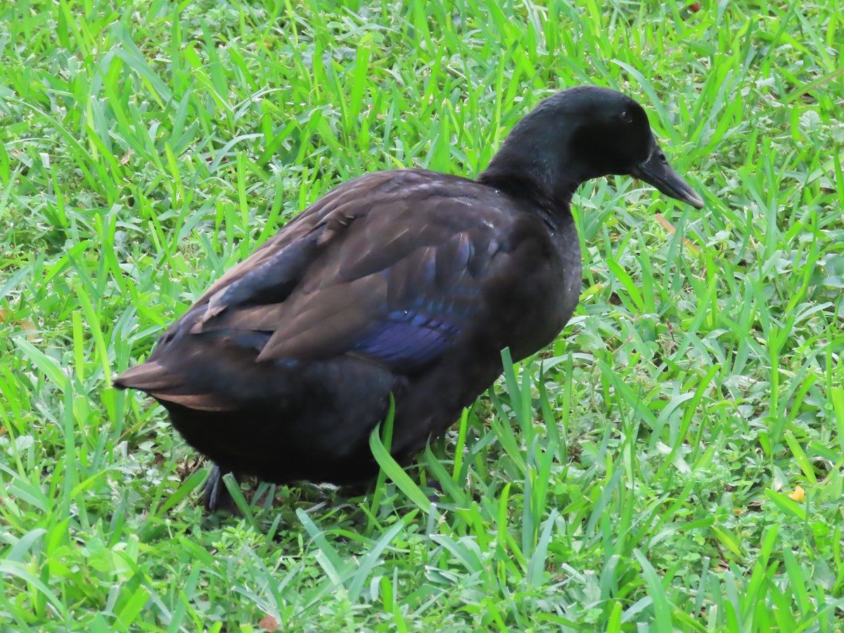 tanımsız ördek (Anatinae sp.) - ML494939571