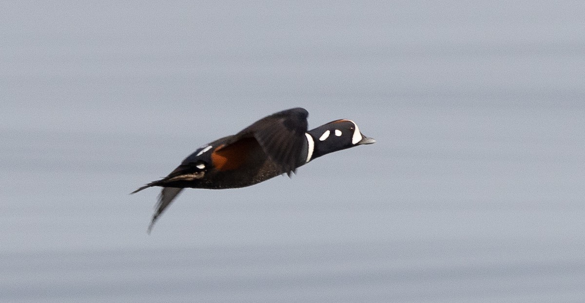 Harlequin Duck - ML494942901