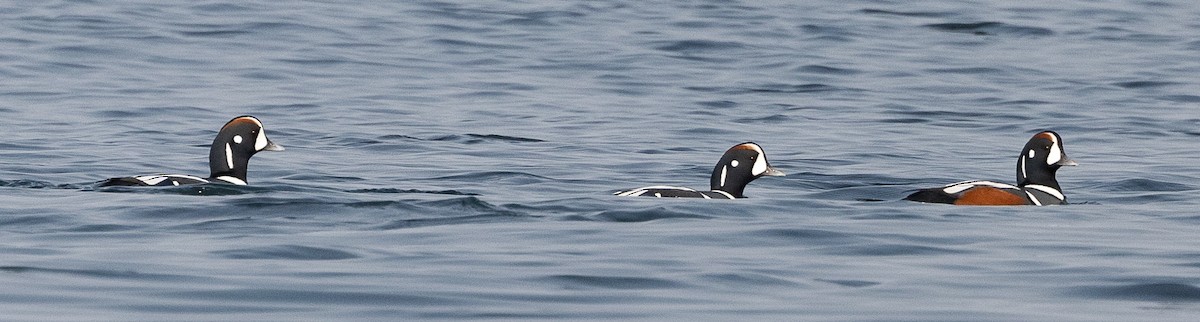 Pato Arlequín - ML494942921