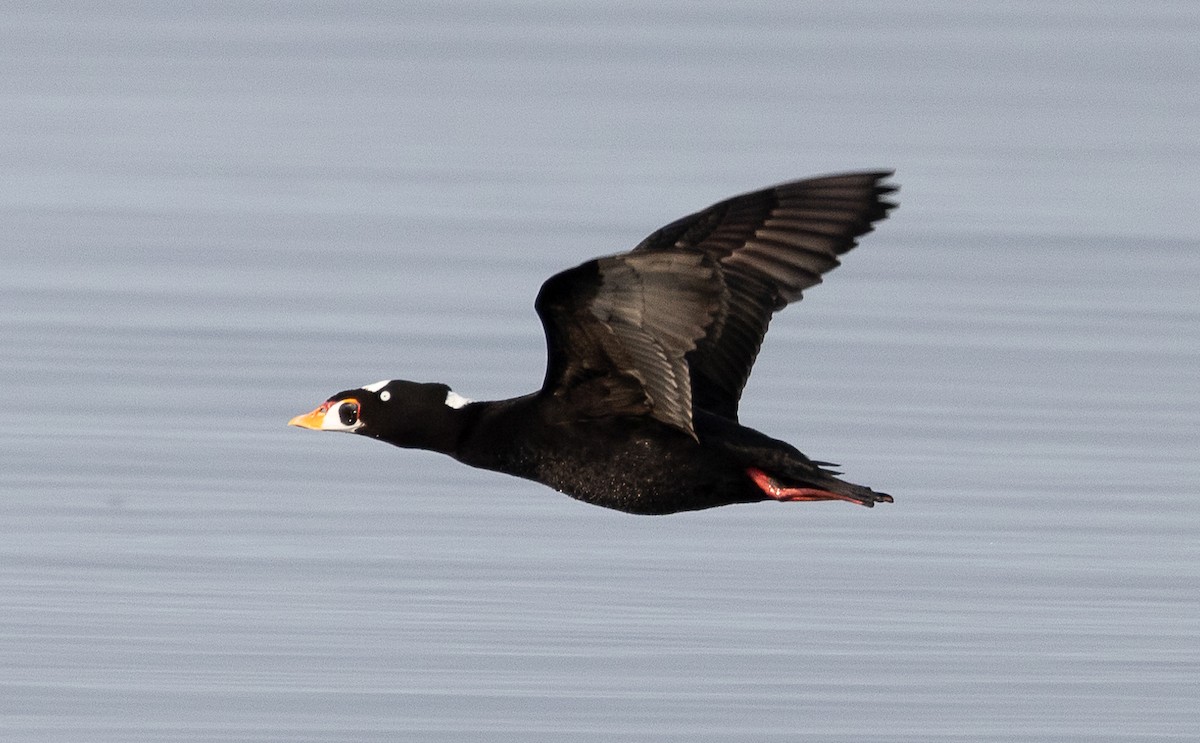 Surf Scoter - ML494942941