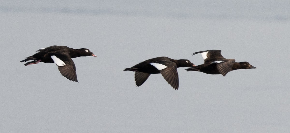 White-winged Scoter - ML494943031