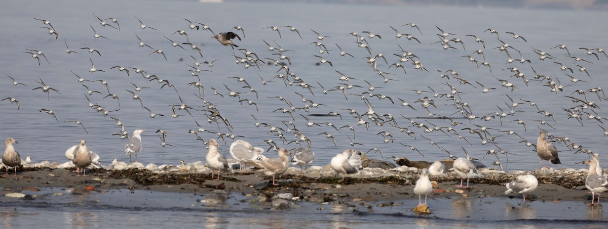 Bécasseau sanderling - ML494943061