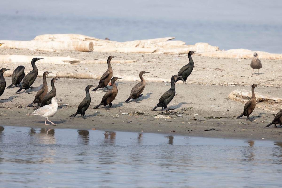 Brandt's Cormorant - ML494943111