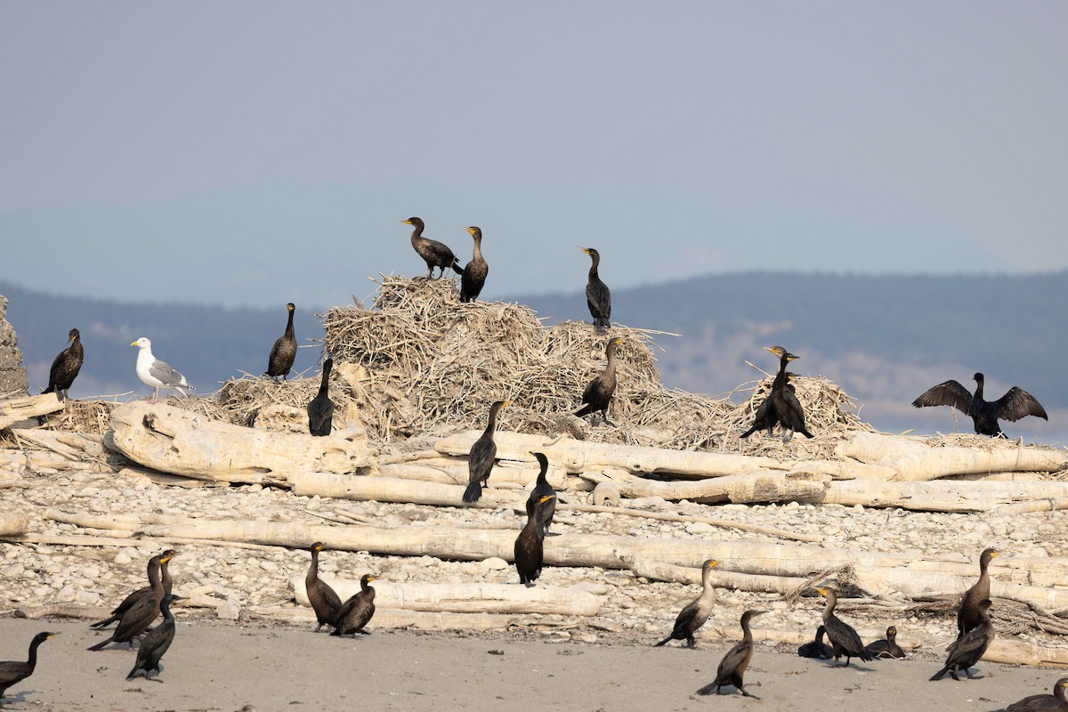 Double-crested Cormorant - ML494943221