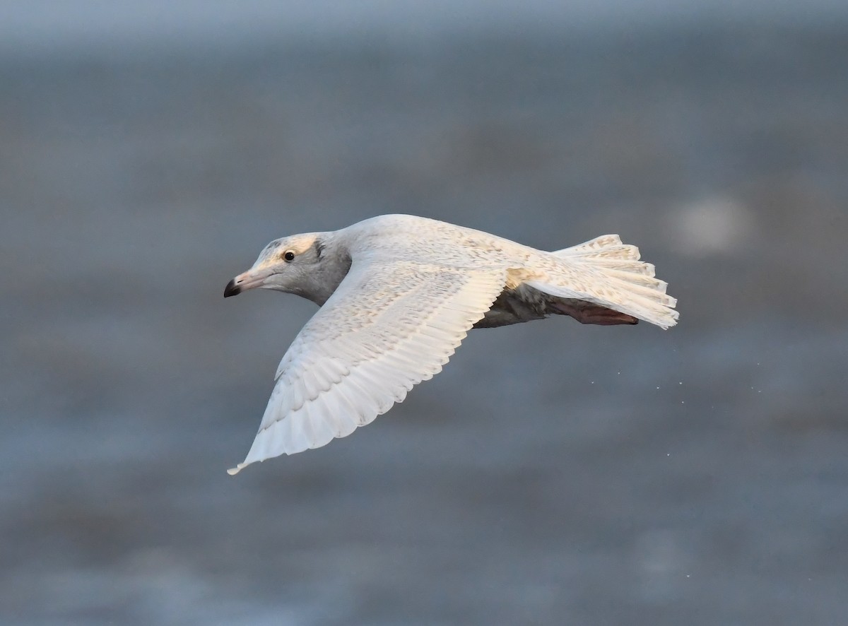 Glaucous Gull - ML494943501