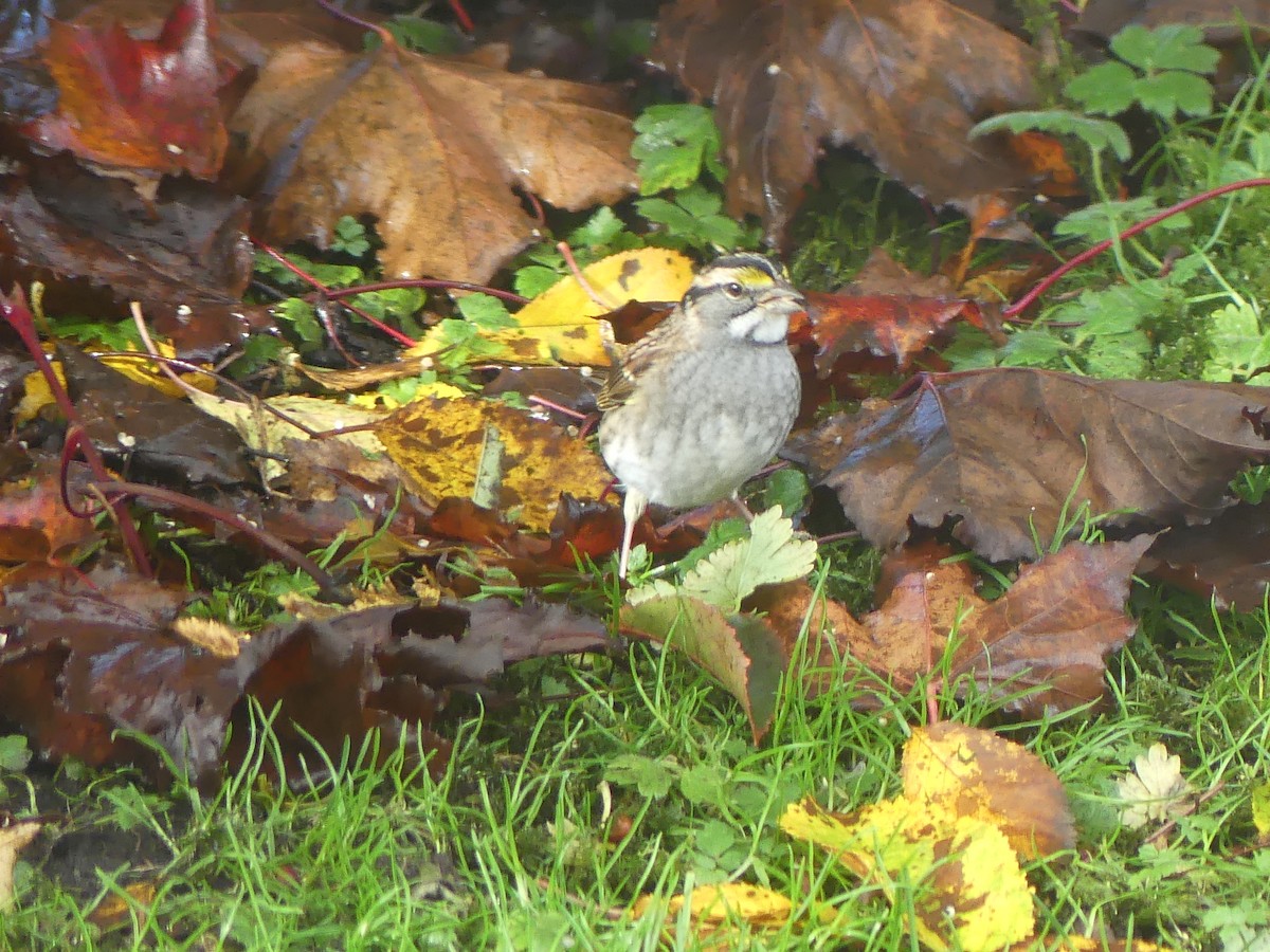 White-throated Sparrow - ML494944061