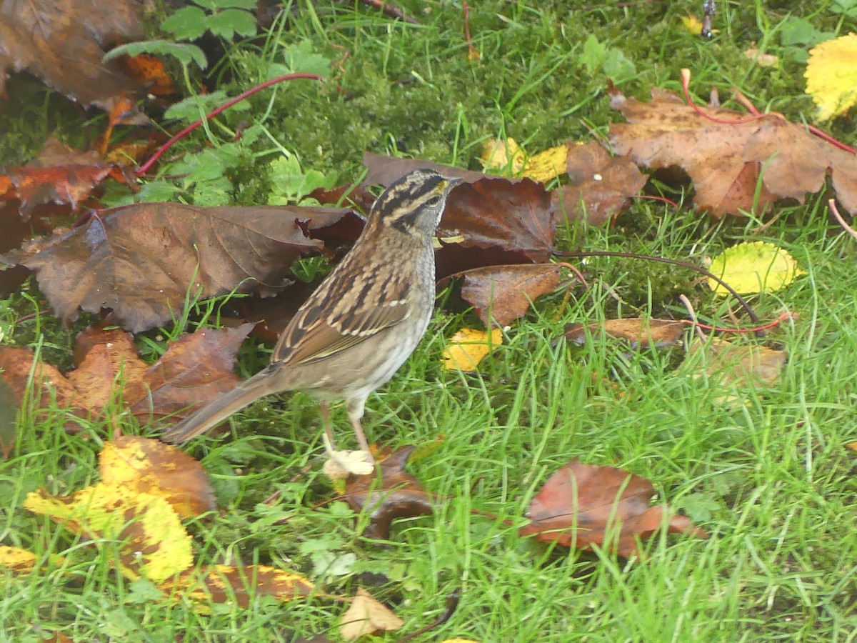 White-throated Sparrow - Gus van Vliet