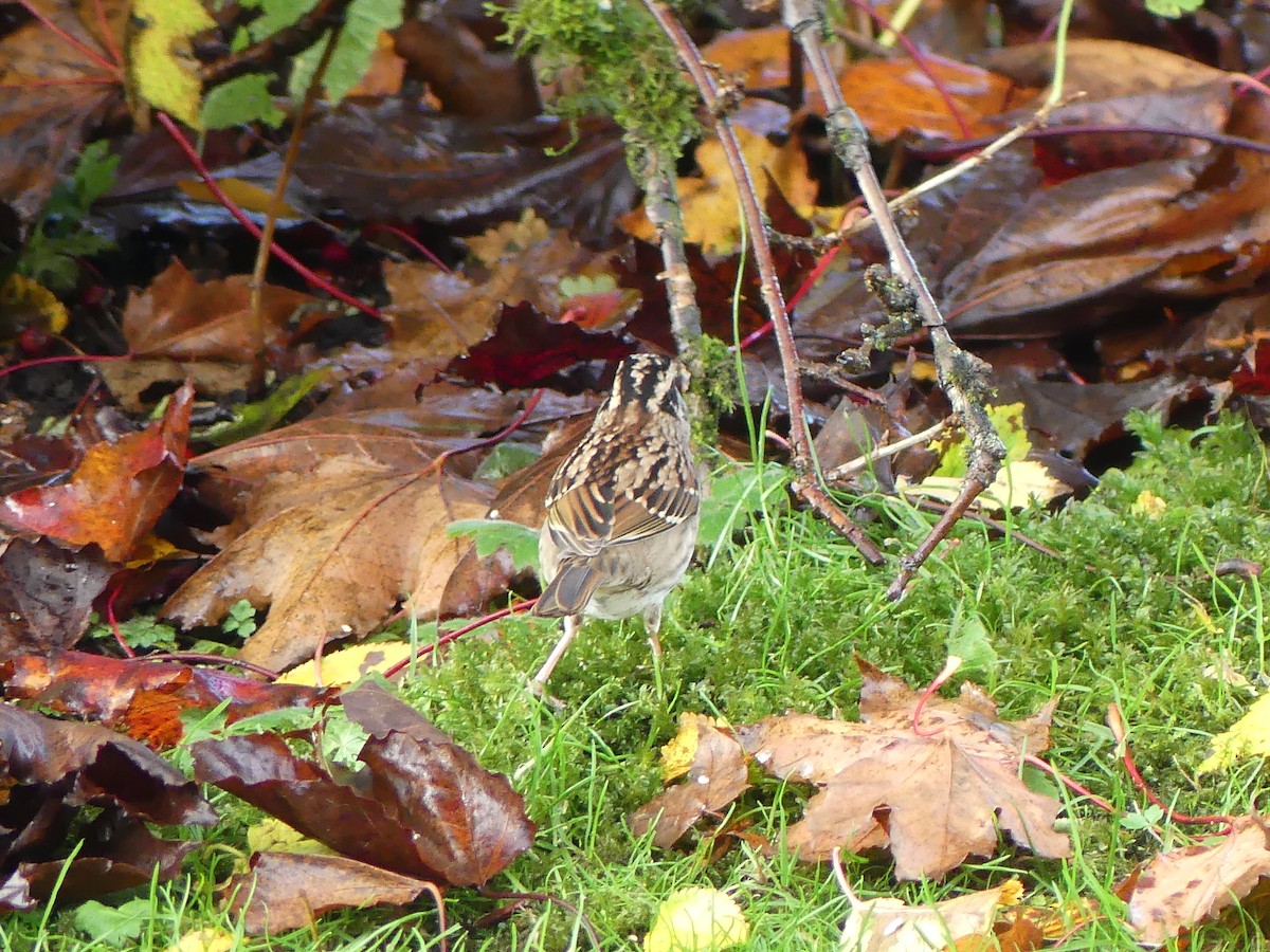 White-throated Sparrow - Gus van Vliet