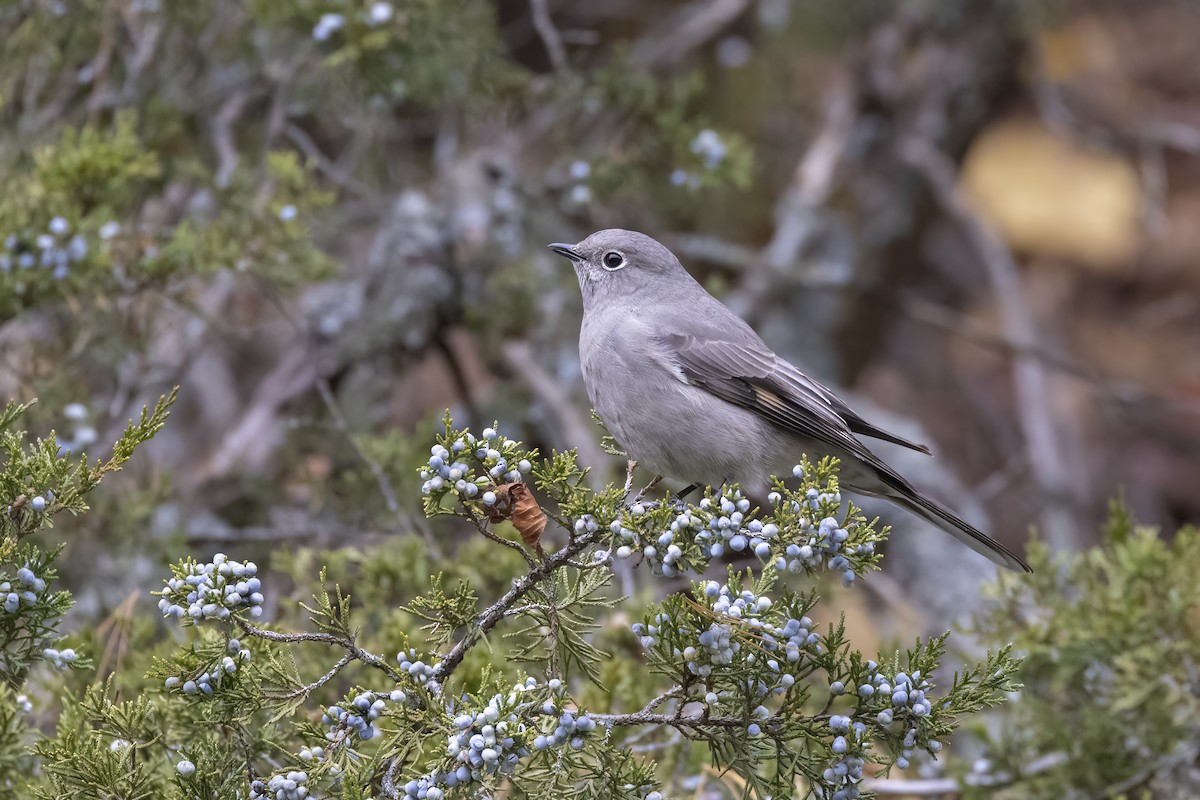 Townsend's Solitaire - ML494945511