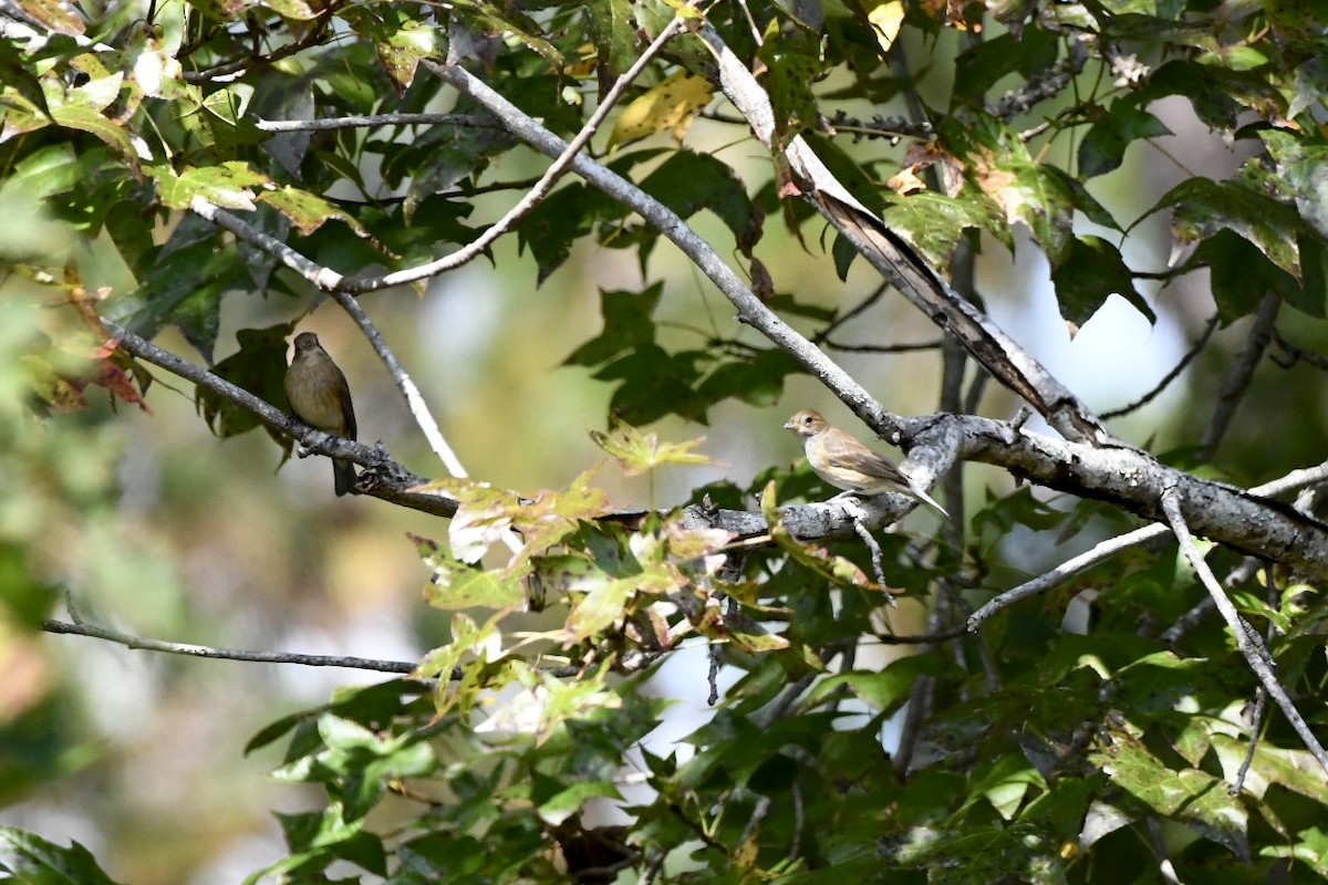 Indigo Bunting - ML494945761