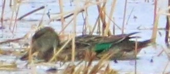 Green-winged Teal - ML494945901