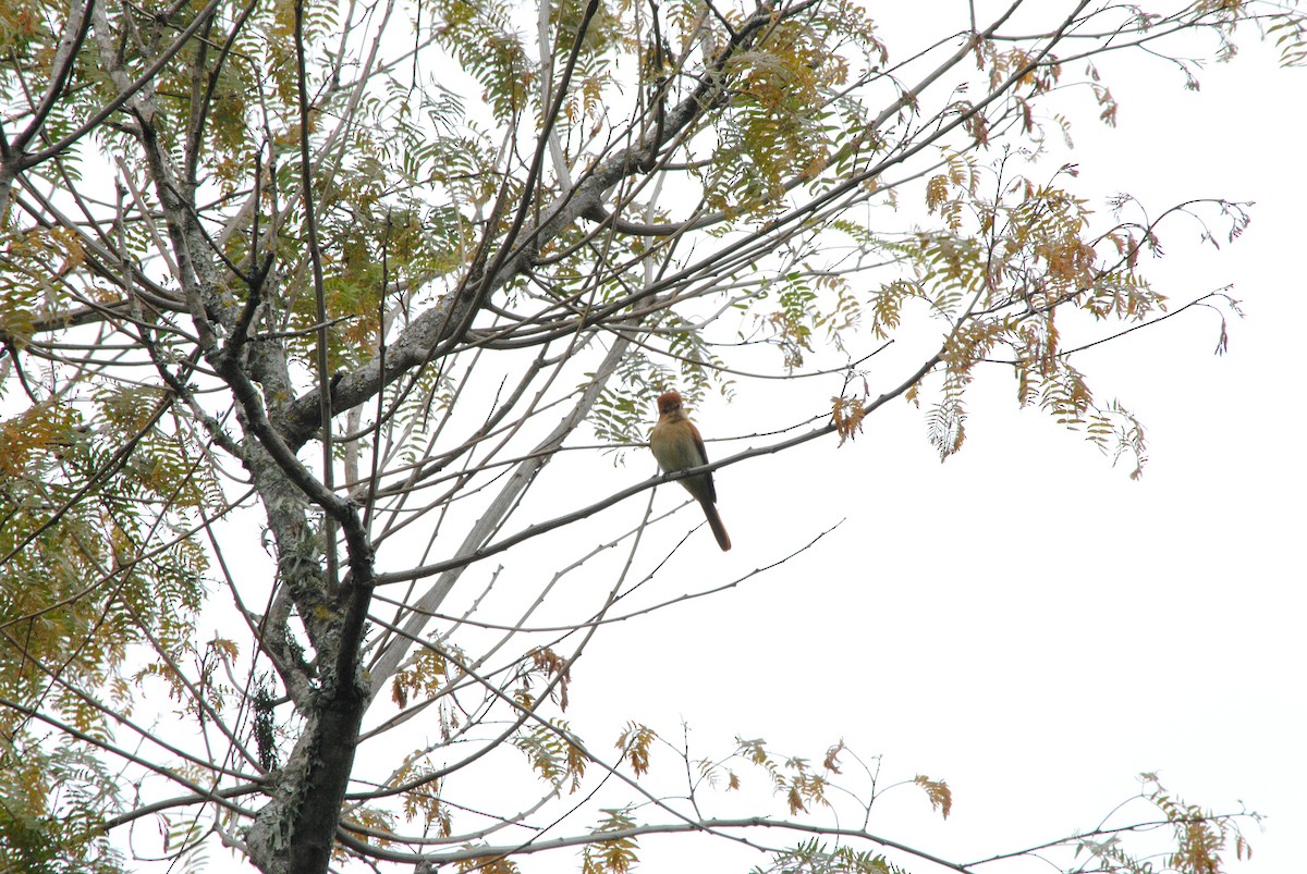 Rufous Casiornis - María Belén Dri