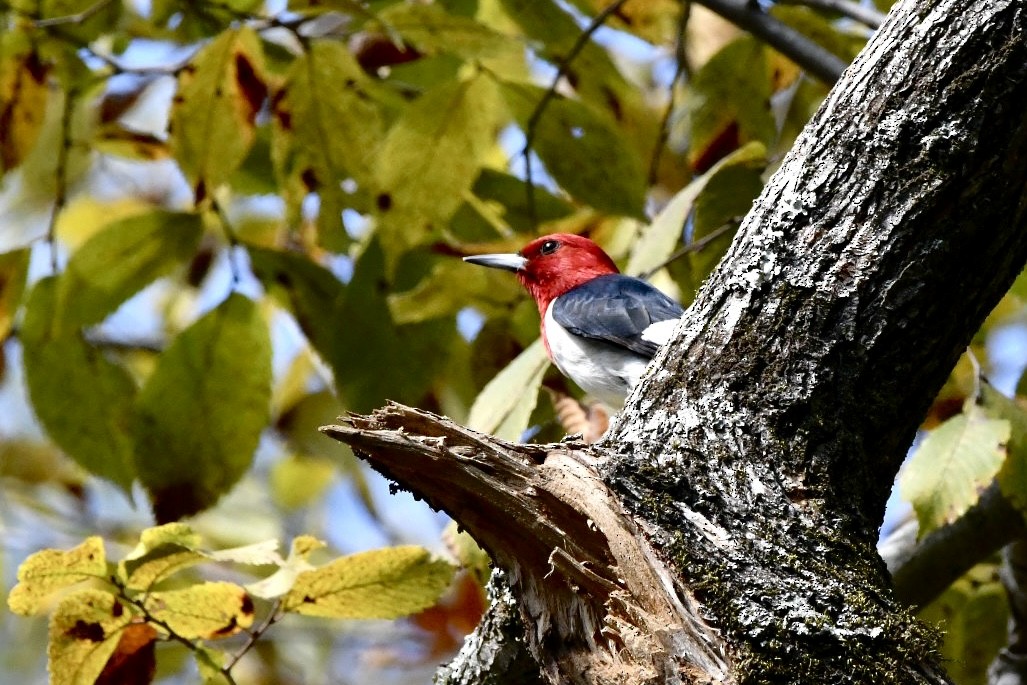 Red-headed Woodpecker - ML494948011