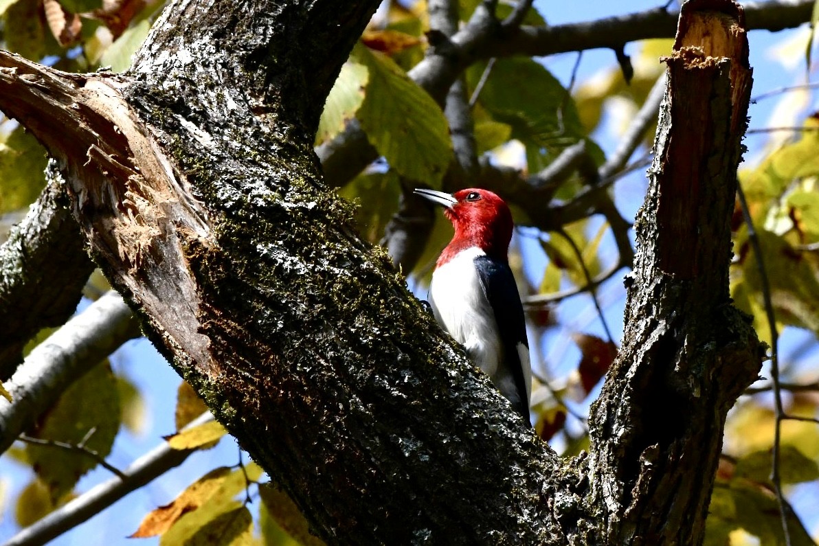Red-headed Woodpecker - ML494948021