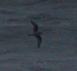 Fork-tailed Storm-Petrel - logan kahle